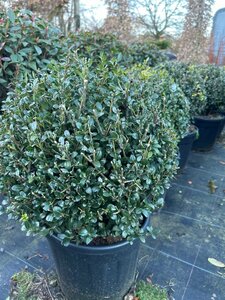 Ilex crenata 'Caroline Upright' 35-40cm Ball  10L