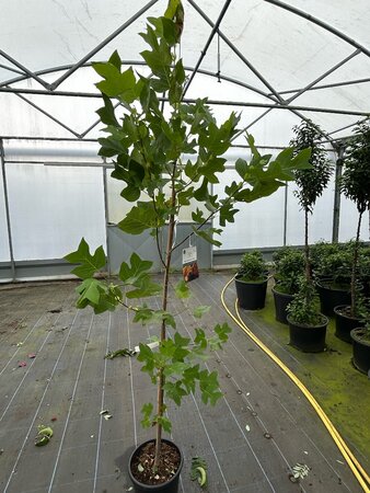 Liriodendron tulipifera 200-225 12L - image 4