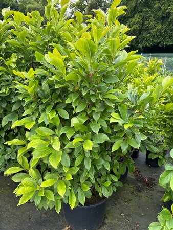 Magnolia 'Susan' 125-150 35L - image 3