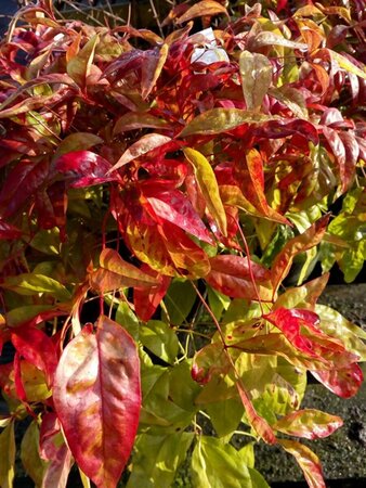 Nandina domestica 'Firepower' 40-50 7.5L - image 1