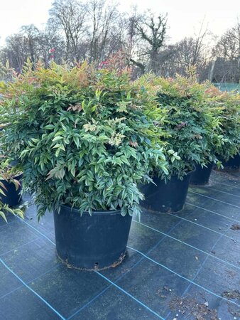 Nandina domestica Obsessed 55-60CM Ball Root Ball - image 5