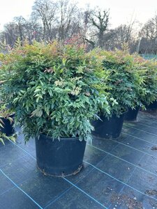 Nandina domestica Obsessed 55-60CM Ball Root Ball - image 5