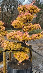 Parrotia persica SELECT STD 10/12 Wire RB - image 2