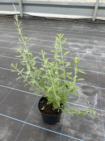 Perovskia atripl. 'Little Spire' 2L - image 2