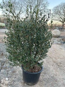 Phillyrea angustifolia 70-80 Root Ball