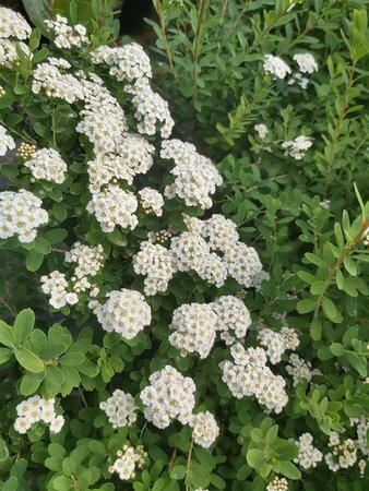 Spiraea nipp. 'Snowmound' 10L - image 1