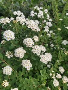 Spiraea nipp. 'Snowmound' 10L - image 2