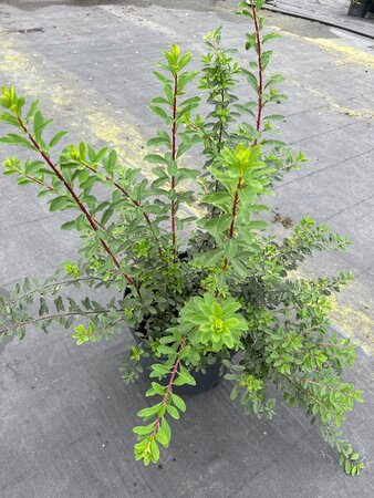 Spiraea nipp. 'Snowmound' 10L - image 4