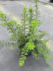 Spiraea nipp. 'Snowmound' 10L - image 4