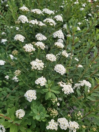 Spiraea nipp. 'Snowmound' 10L - image 3