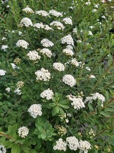 Spiraea nipp. 'Snowmound' 10L - image 3