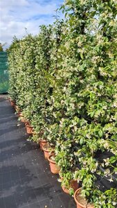 Trachelospermum jasminoides 1.2m x 1.8m Panel Trough 1M - image 5