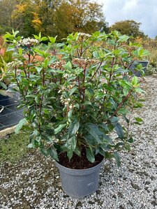 Viburnum tinus 'Eve Price' 10L - image 3