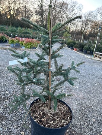 Abies pinsapo 50-60 Root Ball - image 1