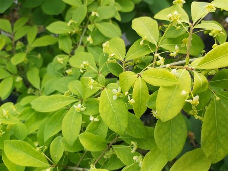 Euonymus alat. 'Compactus' 3L