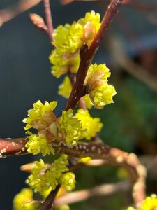 Lindera obtusiloba 90-100 25L