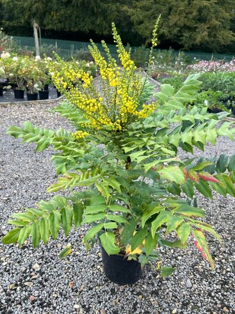 Mahonia media 'Winter Sun' 5L - image 4