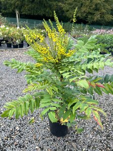 Mahonia media 'Winter Sun' 5L - image 4