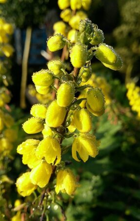 Mahonia media 'Winter Sun' 10L - image 1