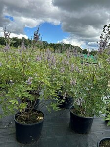 Vitex agnus-castus latifolia 100-125 35L