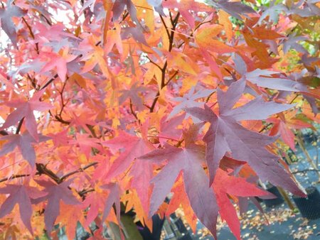 Liquidambar st. 'Worplesdon' SELECT STD 10/12 80L