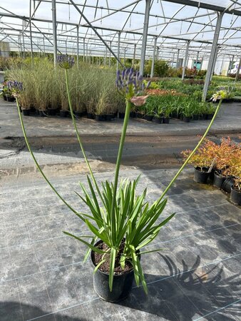 Agapanthus 'Dr Brouwer' 5L - image 2