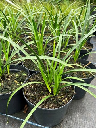 Agapanthus 'Northern Star' 3/+ 2L - image 3