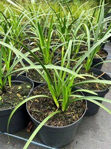 Agapanthus 'Northern Star' 3/+ 2L - image 3