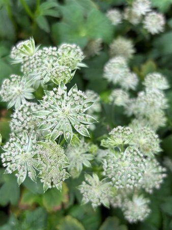 Astrantia 'Buckland' 2L - image 2