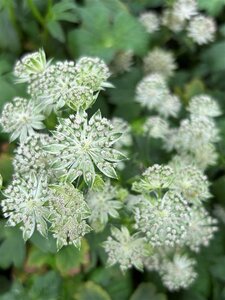 Astrantia 'Buckland' 2L - image 2