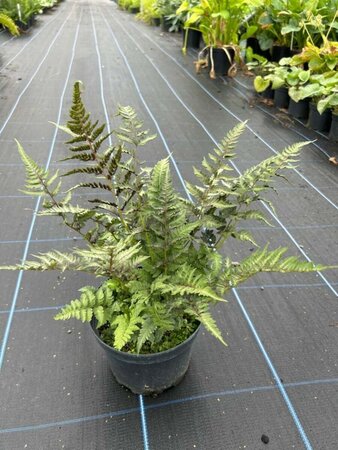 Athyrium niponicum Metallicum 3L - image 2