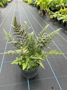 Athyrium niponicum Metallicum 3L - image 2