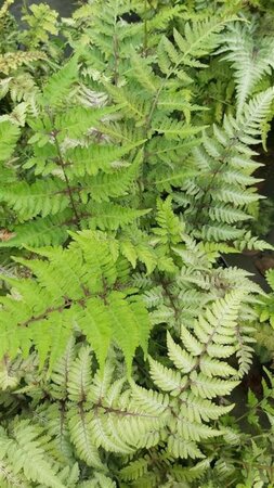 Athyrium niponicum Metallicum 3L - image 1
