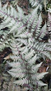 Athyrium niponicum 'Red Beauty' 3L - image 2