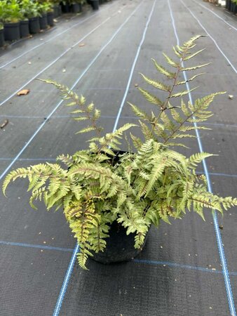 Athyrium niponicum 'Red Beauty' 3L - image 1