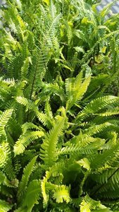 Blechnum spicant 3L - image 5