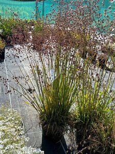 Briza media 3L - image 3