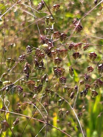 Briza media 9cm liner - image 3