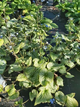 Brunnera macr. 'Jack Frost' 2L - image 5