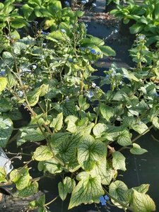 Brunnera macr. 'Jack Frost' 2L - image 5