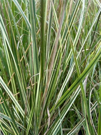 Calamagrostis acut. 'Overdam' 3L - image 5