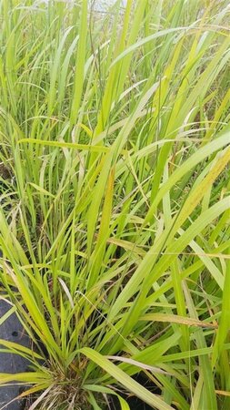 Calamagrostis brachytricha 3L - image 1