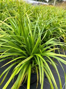 Carex morrowii 'Irish Green' 5L - image 2