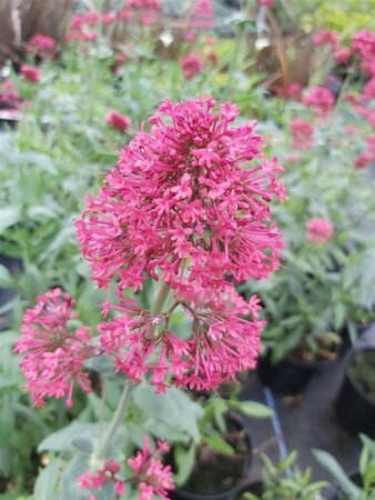 Centranthus ruber Coccineus 2L