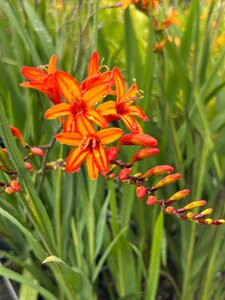 Crocosmia 'Firestarter' 2L