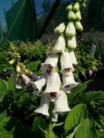 Digitalis purp. 'Pam's Choice' 3L