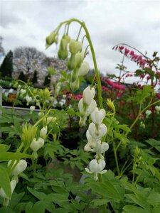 Dicentra spectabilis Alba 3L