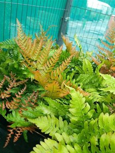 Dryopteris erythrosora 3L - image 2