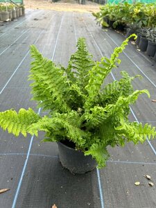 Dryopteris f.-m. 'Cristata' 3L - image 2
