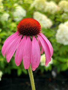 Echinacea purpurea 2L - image 2